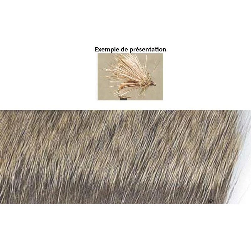 CHEVREUIL D ETE TOF 1 CHEVREUIL D ETE TOF