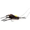 MOUCHE DEVAUX TERRESTRE CRICKET02
