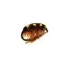 MOUCHE GOURMET FLIES CRYSTAL GAMMARUS - ROUILLE