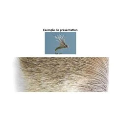 POILS D ANTILOPE TOF