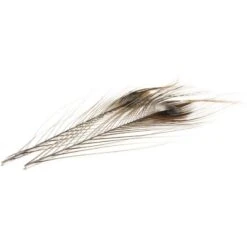 QUILL DE PAON EBARBE TEINT DEVAUX